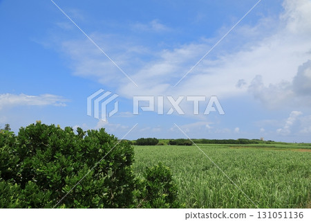 波照間島的廣闊甘蔗田 131051136