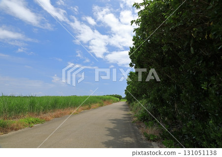 波照間島的風景是典型的南國島嶼，一望無際的甘蔗田 131051138