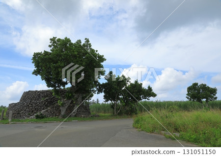 被波照間島甘蔗田包圍的Court Mori景觀 131051150