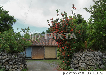 波照間島上裝飾著芙蓉花的紅瓦老房子 131051152