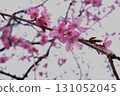 Cherry blossoms in full bloom signaling the arrival of spring 131052045