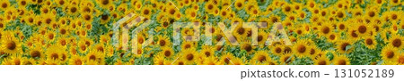 Panoramic view of a sunflower field in full bloom Panoramic view of a sunflower field in full bloom 131052189