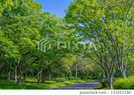 藍天背景下被新鮮綠樹環繞的公園風景 藍天背景下被新鮮綠樹環繞的公園風景 131052190