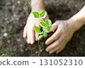 Planting bean seedlings 131052310