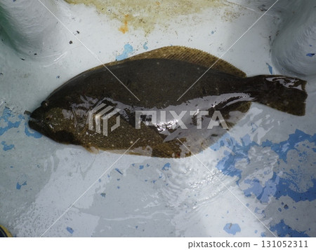 我抓到了一條比目魚 我抓到了一條比目魚 131052311