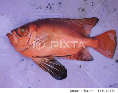 我抓到了一隻黃尾翠鳥 131052312