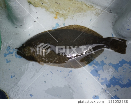 I caught a flounder 131052388