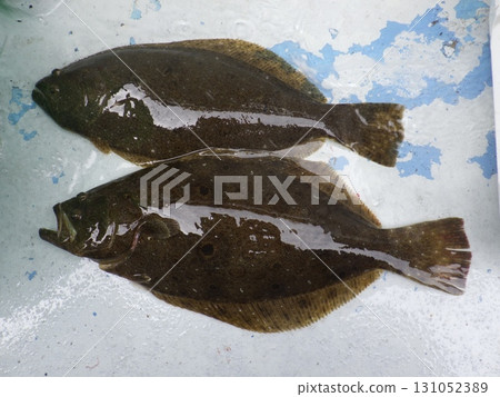 我抓到了一條比目魚 我抓到了一條比目魚 131052389