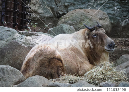 A relaxing golden takin 131052496