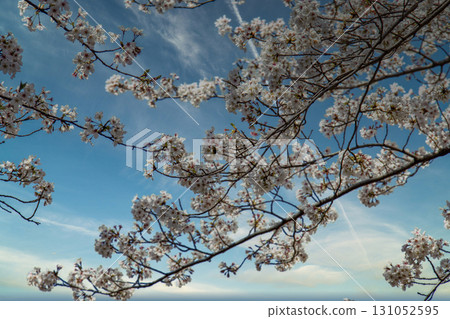 在藍天的櫻花 131052595