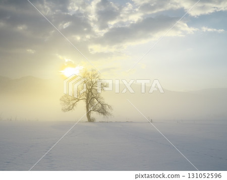 一棵孤獨的樹矗立在充滿晨霧的千曲川雪原上。 一棵孤獨的樹矗立在充滿晨霧的千曲川雪原上。 131052596