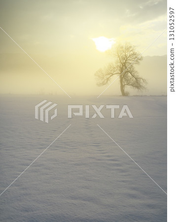 一棵孤獨的樹矗立在充滿晨霧的千曲川雪原上。 131052597