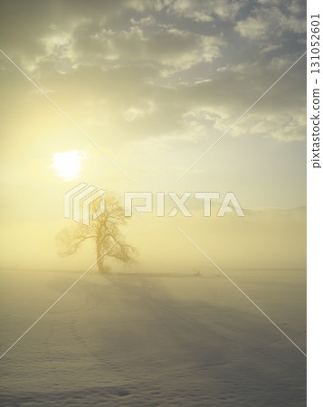 A lone tree stands in the snowy field of the Chikuma River filled with morning mist. 131052601