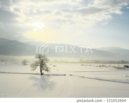 A lone tree stands in the snowy field of the Chikuma River filled with morning mist. 131052604