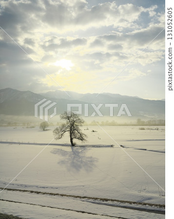 一棵孤獨的樹矗立在充滿晨霧的千曲川雪原上。 131052605