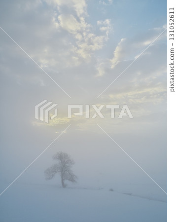 一棵孤獨的樹矗立在充滿晨霧的千曲川雪原上。 131052611