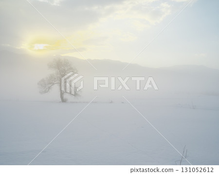 一棵孤獨的樹矗立在充滿晨霧的千曲川雪原上。 131052612