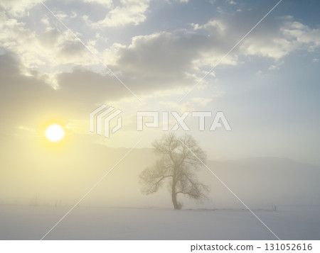 一棵孤獨的樹矗立在充滿晨霧的千曲川雪原上。 一棵孤獨的樹矗立在充滿晨霧的千曲川雪原上。 131052616