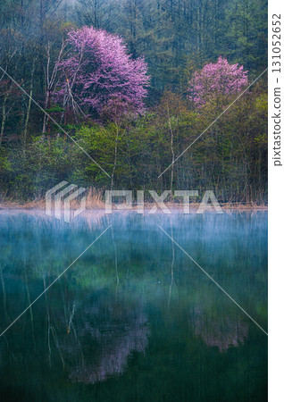 [仲卷湖] 晨霧與野櫻花 [聖高原] 131052652