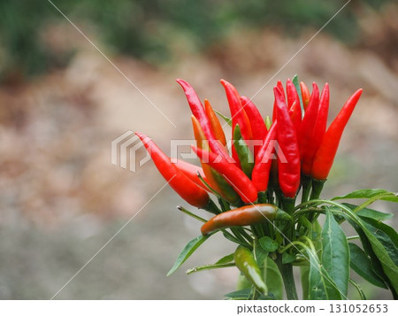 Pepper of home garden 131052653