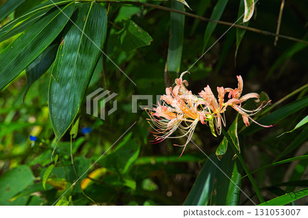 Stone pagodas, stone Buddha statues and cluster amaryllis Stone pagodas, stone Buddha statues and cluster amaryllis 131053007