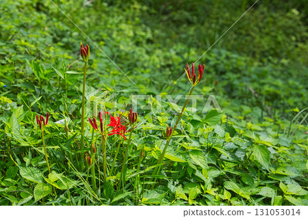 石塔、石佛像和石蒜花 石塔、石佛像和石蒜花 131053014