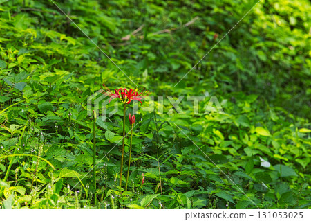 Stone pagodas, stone Buddha statues and cluster amaryllis Stone pagodas, stone Buddha statues and cluster amaryllis 131053025