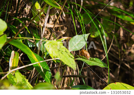 石塔、石佛像和石蒜花 131053032