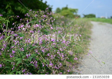 Thornbush and the path 131053039