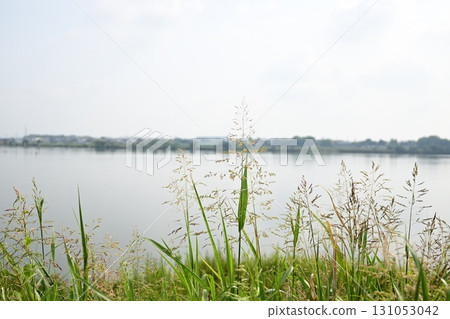 透過植物看到的油淵和灰色的天空 131053042