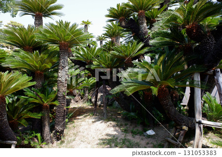 香川縣 高松城遺址 比雲閣蘇鐵 131053383