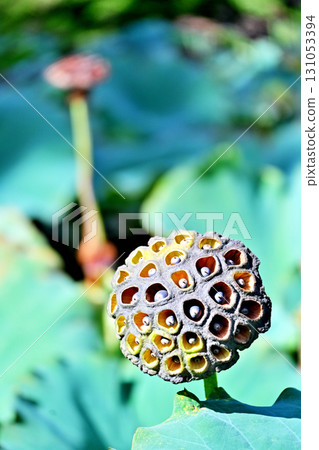 Receptacle of a lotus after flowering Receptacle of a lotus after flowering 131053394