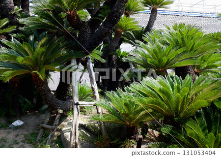 Kagawa Prefecture, Takamatsu Castle Ruins, Hiunkaku Cycad 131053404