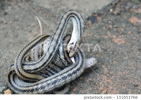 Male copulation of snakes Male copulation of snakes 131053766