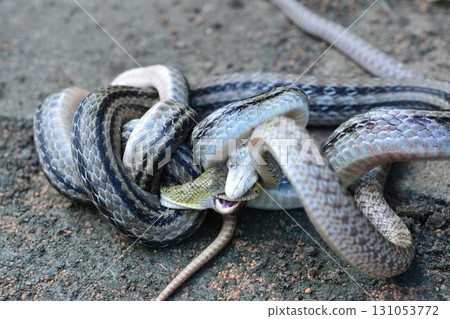 Male copulation of snakes 131053772