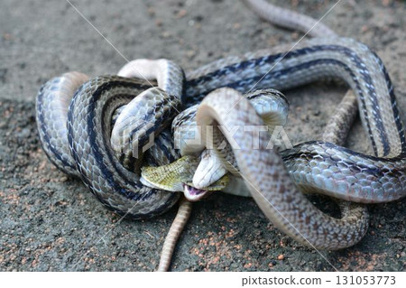 Male copulation of snakes 131053773