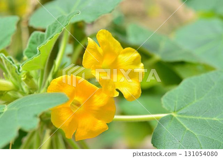 Uncarina flower 131054080