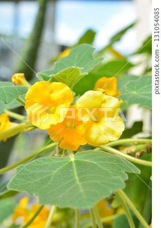 Uncarina flower 131054085