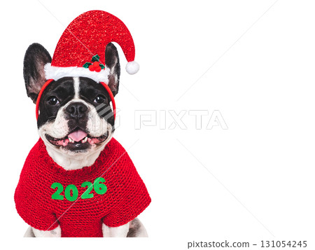 Merry Christmas and Happy New Year. Cute puppy Merry Christmas and Happy New Year. Cute puppy 131054245
