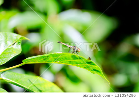 裁剪標記 裁剪標記 131054296