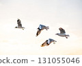 Many seagulls fleeing from the cold weather in Siberia come to Bang Pu, Samut Prakan Province, Thailand, from December to the end of March every year. 131055046