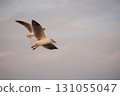 Many seagulls fleeing from the cold weather in Siberia come to Bang Pu, Samut Prakan Province, Thailand, from December to the end of March every year. 131055047