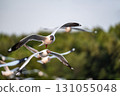Many seagulls fleeing from the cold weather in Siberia come to Bang Pu, Samut Prakan Province, Thailand, from December to the end of March every year. 131055048