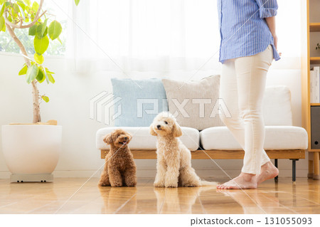 Toy poodle and bichon poodle relaxing with their owner in the living room 131055093