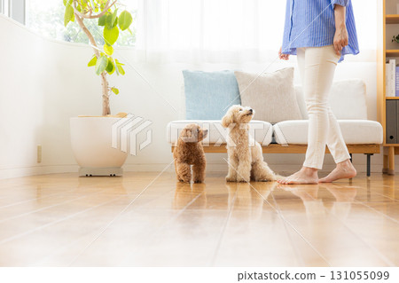 玩具貴賓犬和比熊貴賓犬與主人在客廳放鬆 玩具貴賓犬和比熊貴賓犬與主人在客廳放鬆 131055099