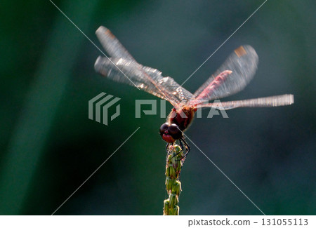 赤ika住在草地上 131055113