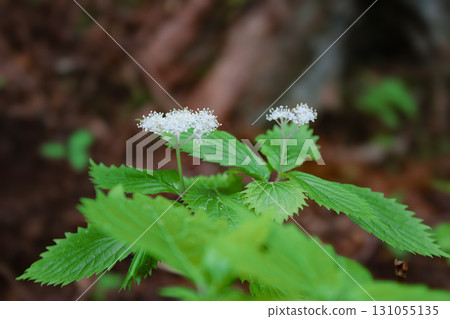 繡球花（山梨縣櫛形山） 131055135