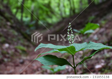 Futari Shizuka (Mount Kushigatake, Yamanashi Prefecture) 131055138