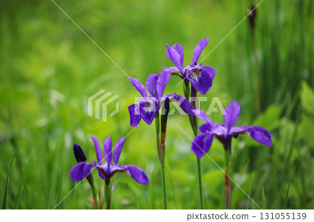 Iris (Mount Kushigata, Yamanashi Prefecture) 131055139