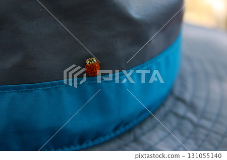 Ladybug on a hat 131055140